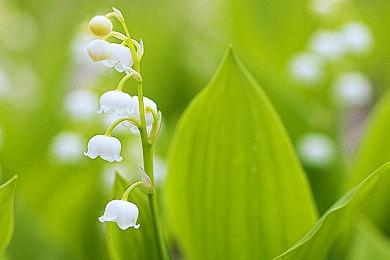 E3 2021：《小人族》预告片公布 PC版《皮克敏》